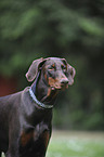 Dobermann Portrait