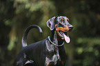 Dobermann Portrait