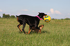 spielender Dobermann