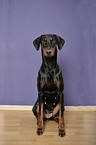 sitzender Dobermann