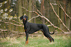 Dobermann