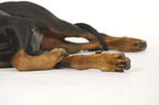 Dobermann