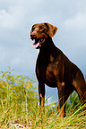 Dobermann