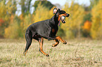 spielender Dobermann