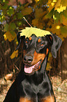 Dobermann Portrait