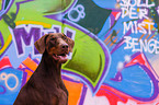 Dobermann Portrait