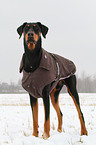 Dobermann