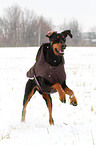 rennender Dobermann