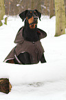 sitzender Dobermann