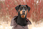 Dobermann Portrait