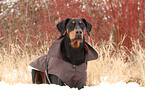 liegender Dobermann