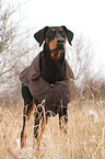 Dobermann