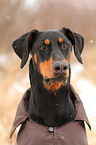 Dobermann Portrait