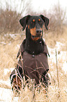 sitzender Dobermann