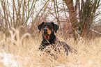 liegender Dobermann