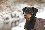 Dobermann Portrait