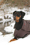 liegender Dobermann