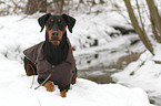 liegender Dobermann