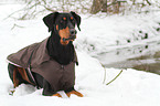 liegender Dobermann