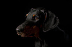 Dobermann Portrait