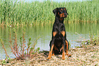 sitzender Dobermann