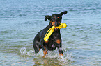 spielender Dobermann