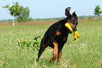 spielender Dobermann