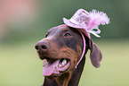 junger Dobermann