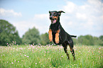 springender Dobermann