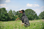Dobermann gibt Pftchen