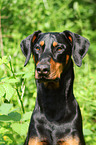 Dobermann Portrait