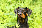 Dobermann Portrait