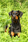 liegender Dobermann