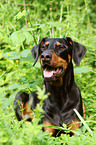 liegender Dobermann