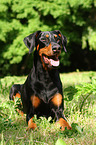 liegender Dobermann