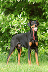 stehender Dobermann