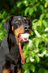 Dobermann Portrait