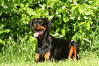 liegender Dobermann