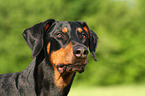 Dobermann Portrait