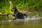 rennender Dobermann