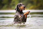 schwimmender Dobermann