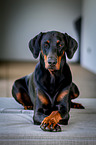 liegender Dobermann