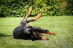 Dobermann wlzt sich