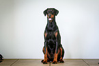 sitzender Dobermann