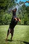 spielender Dobermann