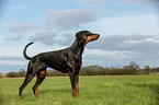 Dobermann