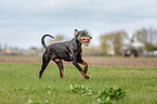 spielender Dobermann
