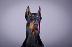 Dobermann Portrait