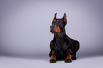 liegender Dobermann