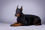 liegender Dobermann